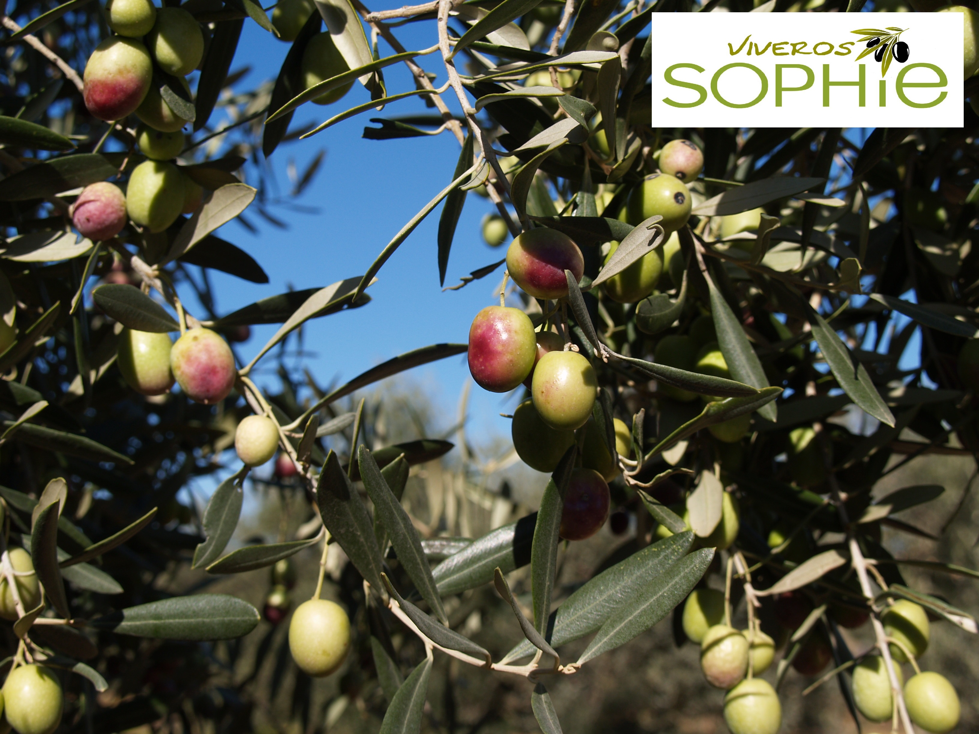 Variedad de olivo MANZANILLA  DEL  CENTRO